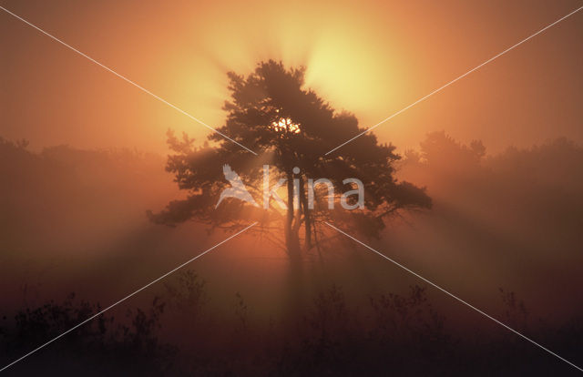 Grove den (Pinus sylvestris)