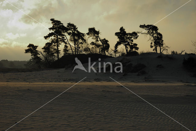 Scots Pine (Pinus sylvestris)