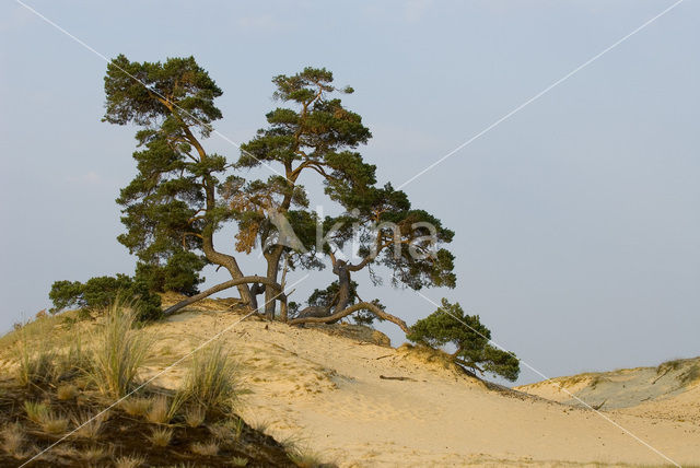 Grove den (Pinus sylvestris)