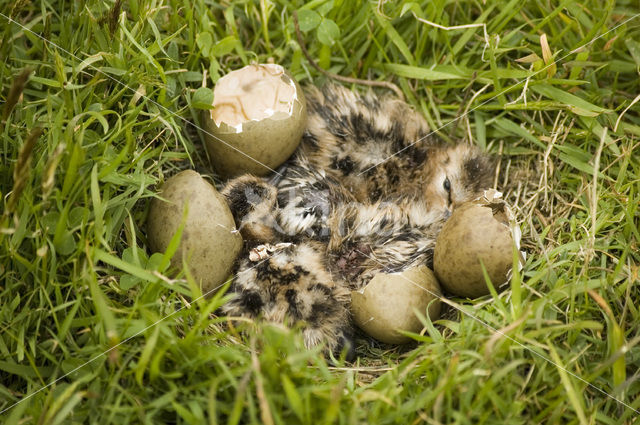 Grutto (Limosa limosa)