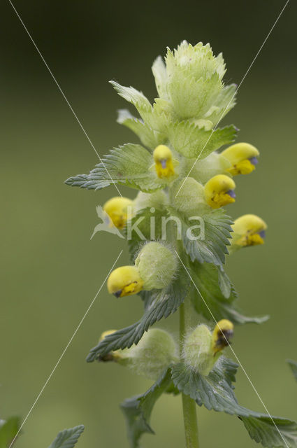 Harige ratelaar (Rhinanthus alectorolophus)