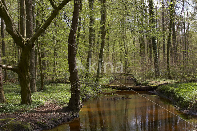 Hasbrucher Urwald