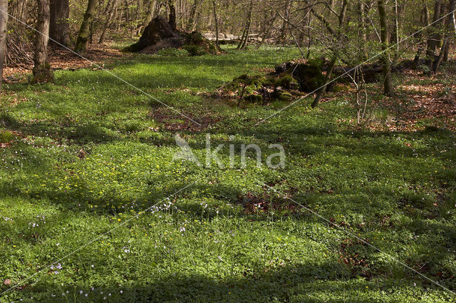 Hasbrucher Urwald