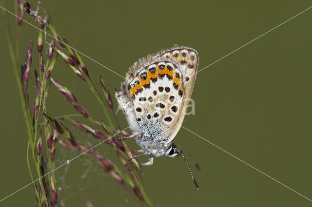 Silver Studded Blue (Plebejus argus)