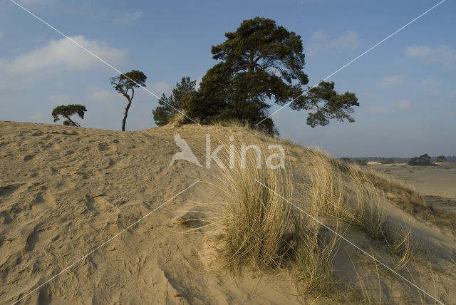 Marram (Ammophila arenaria)