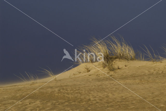 Marram (Ammophila arenaria)