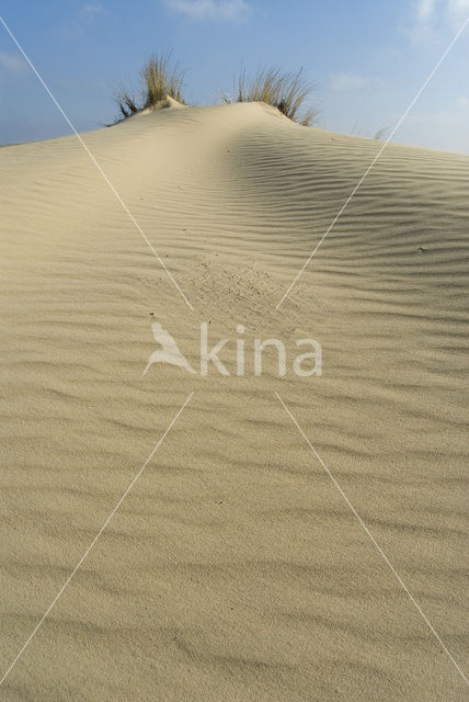 Marram (Ammophila arenaria)