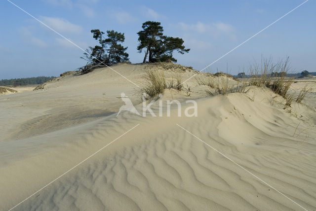 Marram (Ammophila arenaria)