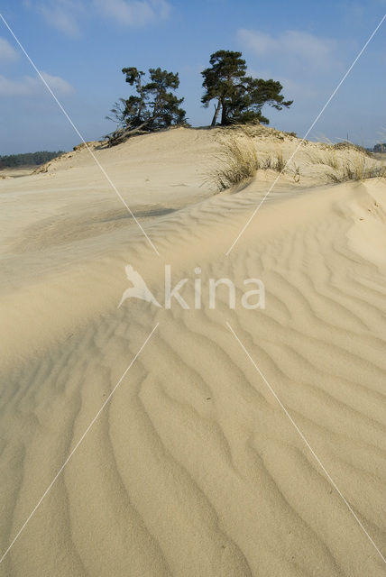 Marram (Ammophila arenaria)