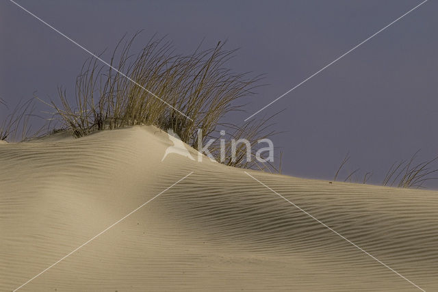 Marram (Ammophila arenaria)