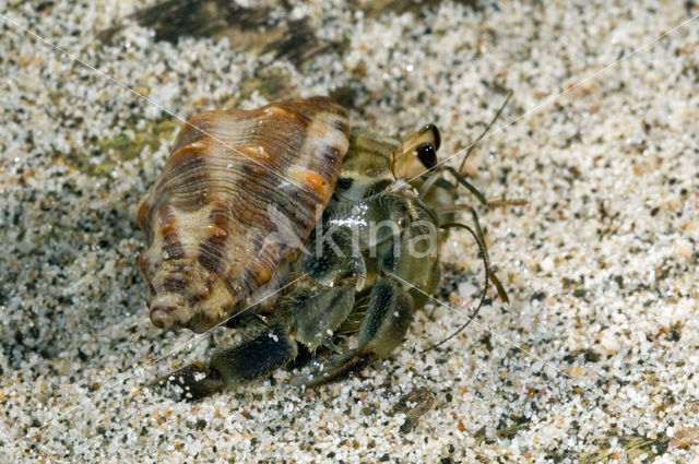 Hermit crab (Coenobita compressus)