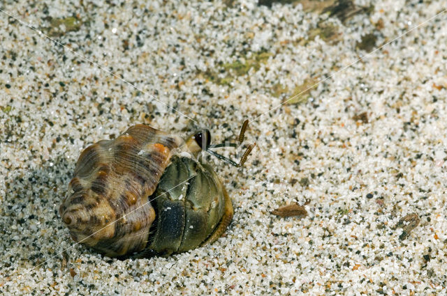 Hermit crab (Coenobita compressus)