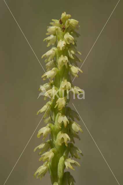 Honingorchis (Herminium monorchis)