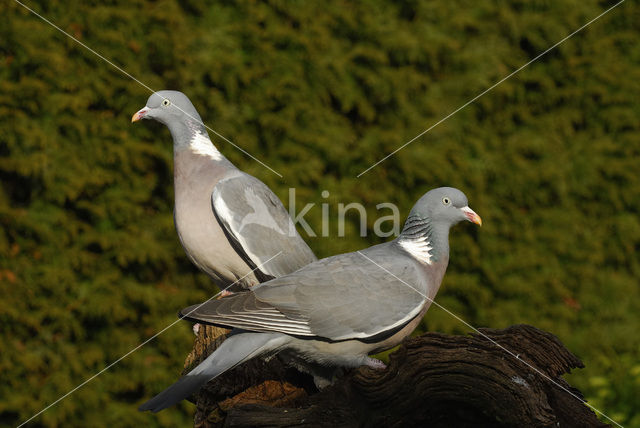 Houtduif (Columba palumbus)