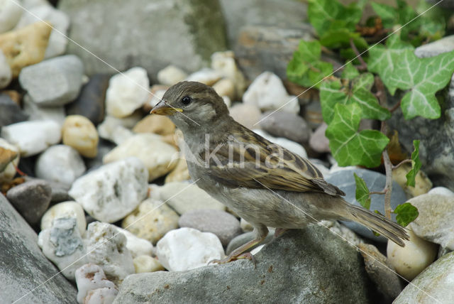 House Sparrow (Passer domesticus)