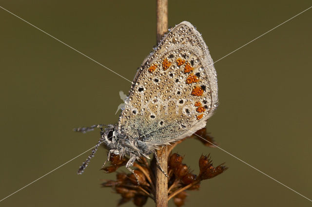 Common Blue (Polyommatus icarus)