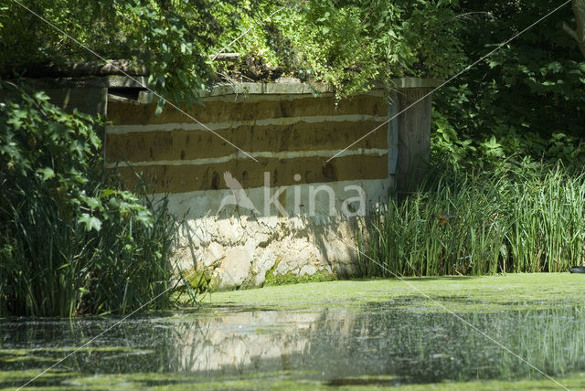 Kingfisher (Alcedo atthis)