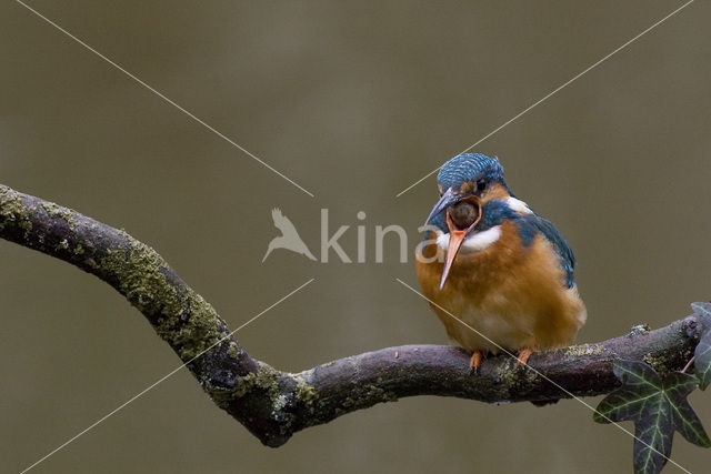 Kingfisher (Alcedo atthis)