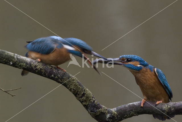 Kingfisher (Alcedo atthis)