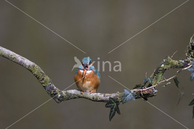 IJsvogel (Alcedo atthis)