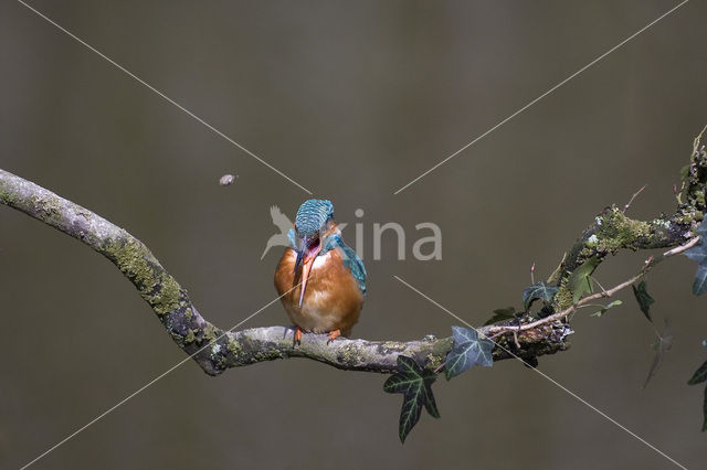 IJsvogel (Alcedo atthis)
