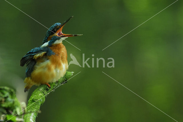 Kingfisher (Alcedo atthis)