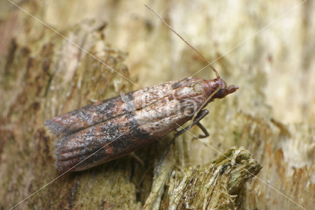 Indische Meelmot (Plodia interpunctella)