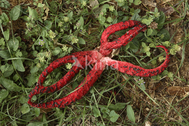 Inktviszwam (Clathrus archeri)