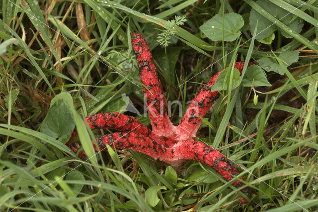 Octopus Stinkhorn (Clathrus archeri)