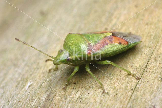 Juniper shieldbug (Cyphostethus tristriatus)