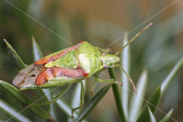 Jeneverbesschildwants (Cyphostethus tristriatus)