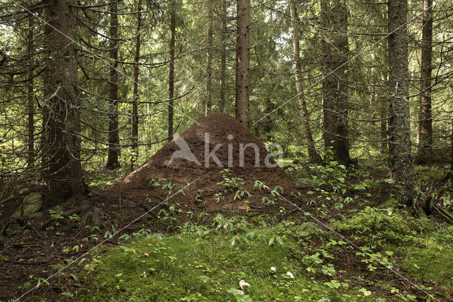 European Red Wood Ant (Formica polyctena)