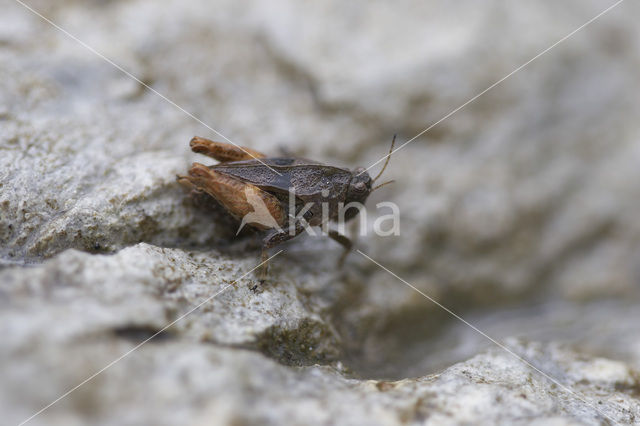 Kalkdoorntje (Tetrix tenuicornis)