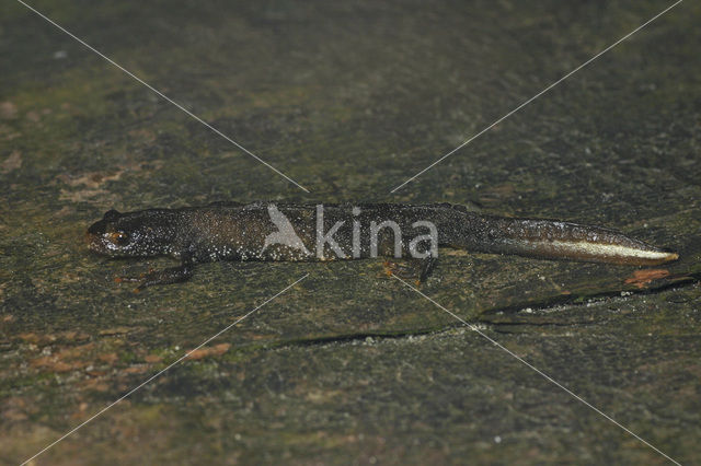 Great Crested Newt