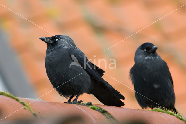 Eurasian Jackdaw (Corvus monedula)