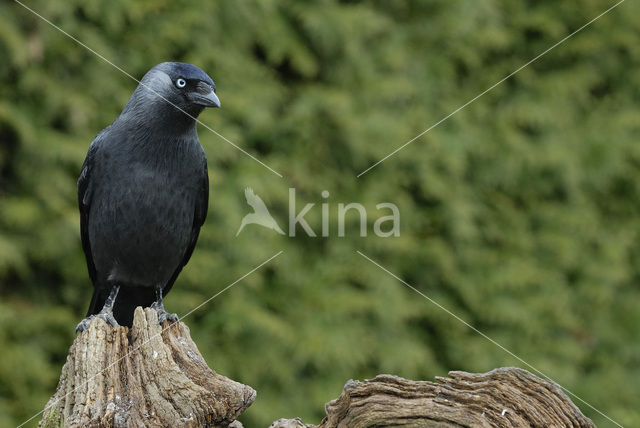 Eurasian Jackdaw (Corvus monedula)