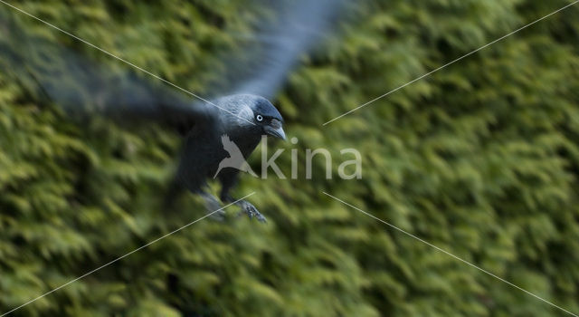 Eurasian Jackdaw (Corvus monedula)