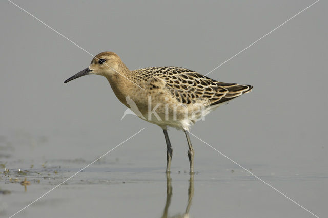 Ruff (Philomachus pugnax)