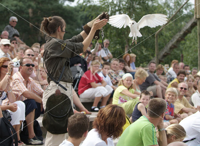 Barn Owl (Tyto alba)