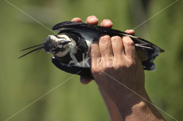 Lapwing (Vanellus vanellus)