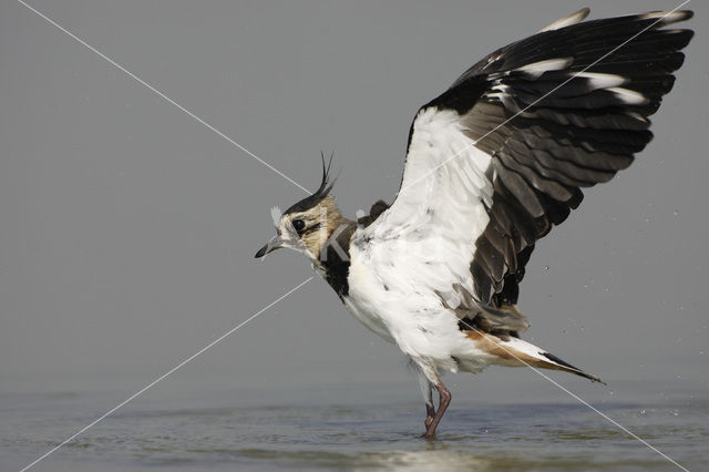 Lapwing (Vanellus vanellus)