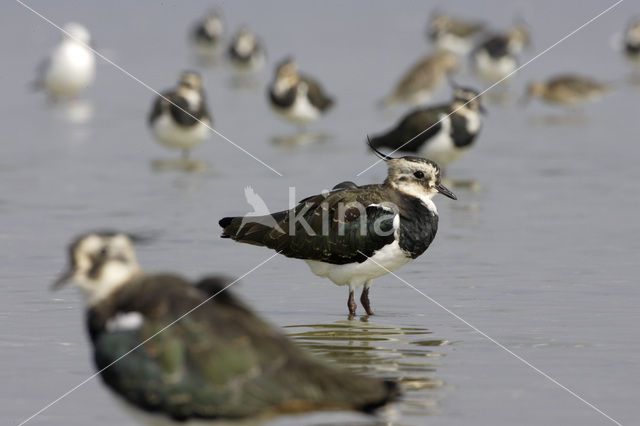 Lapwing (Vanellus vanellus)
