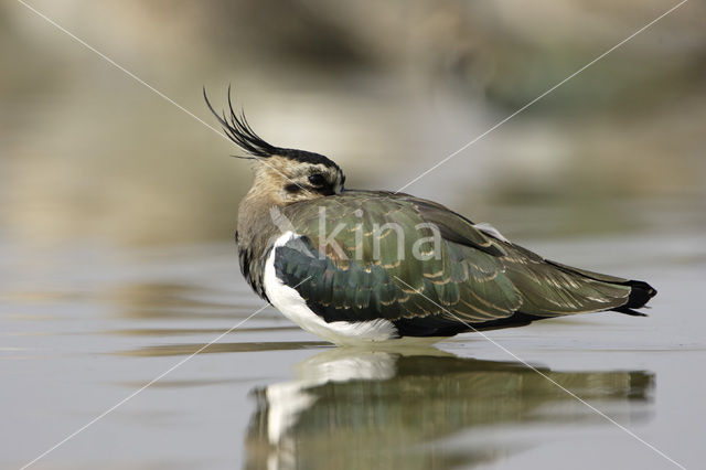 Lapwing (Vanellus vanellus)