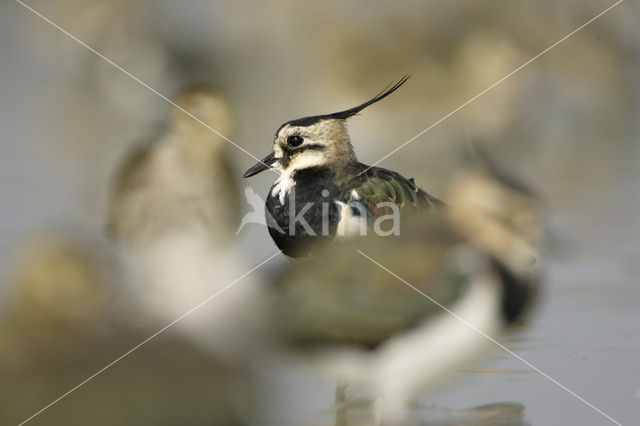 Kievit (Vanellus vanellus)