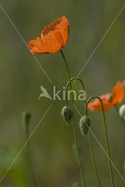 Poppy (Papaver spec.)