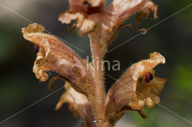 Klavervreter (Orobanche minor)