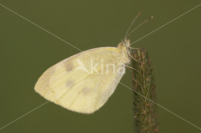 Klein koolwitje (Pieris rapae)