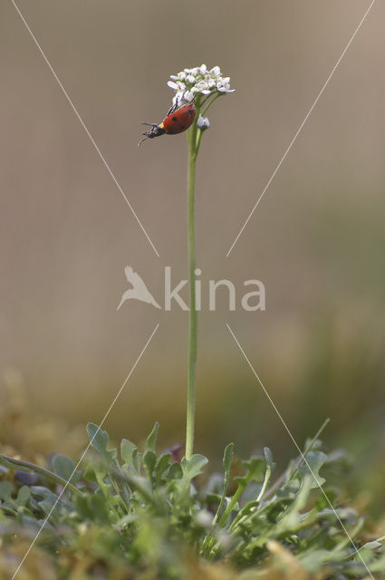 Klein tasjeskruid (Teesdalia nudicaulis)