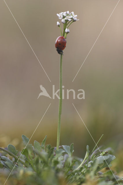 Klein tasjeskruid (Teesdalia nudicaulis)