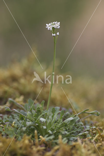 Shepherd’s Cress (Teesdalia nudicaulis)